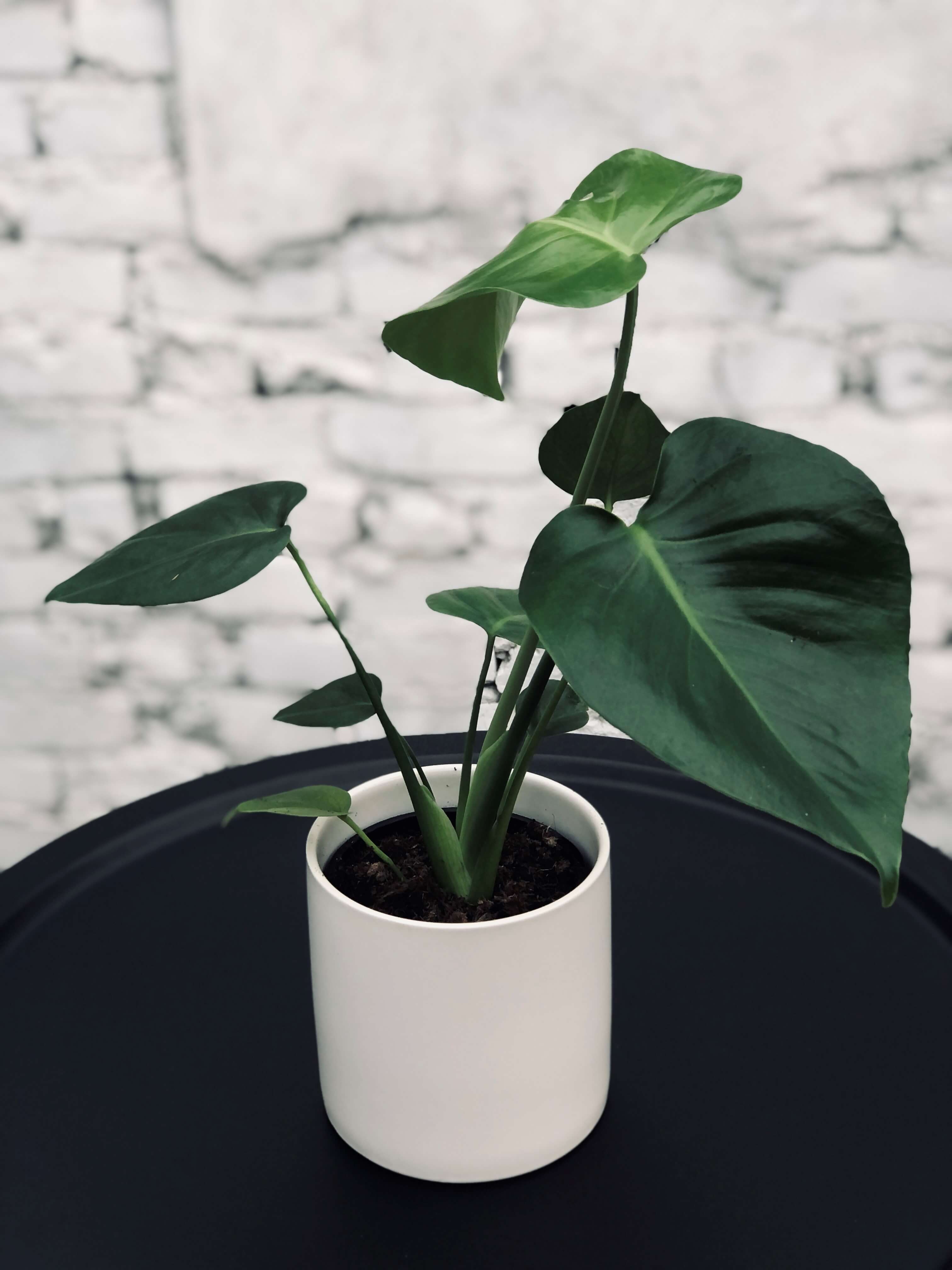 Fresh White Matte Pot With Various Plant Options (Delivery within 20km of Melbourne CBD only)