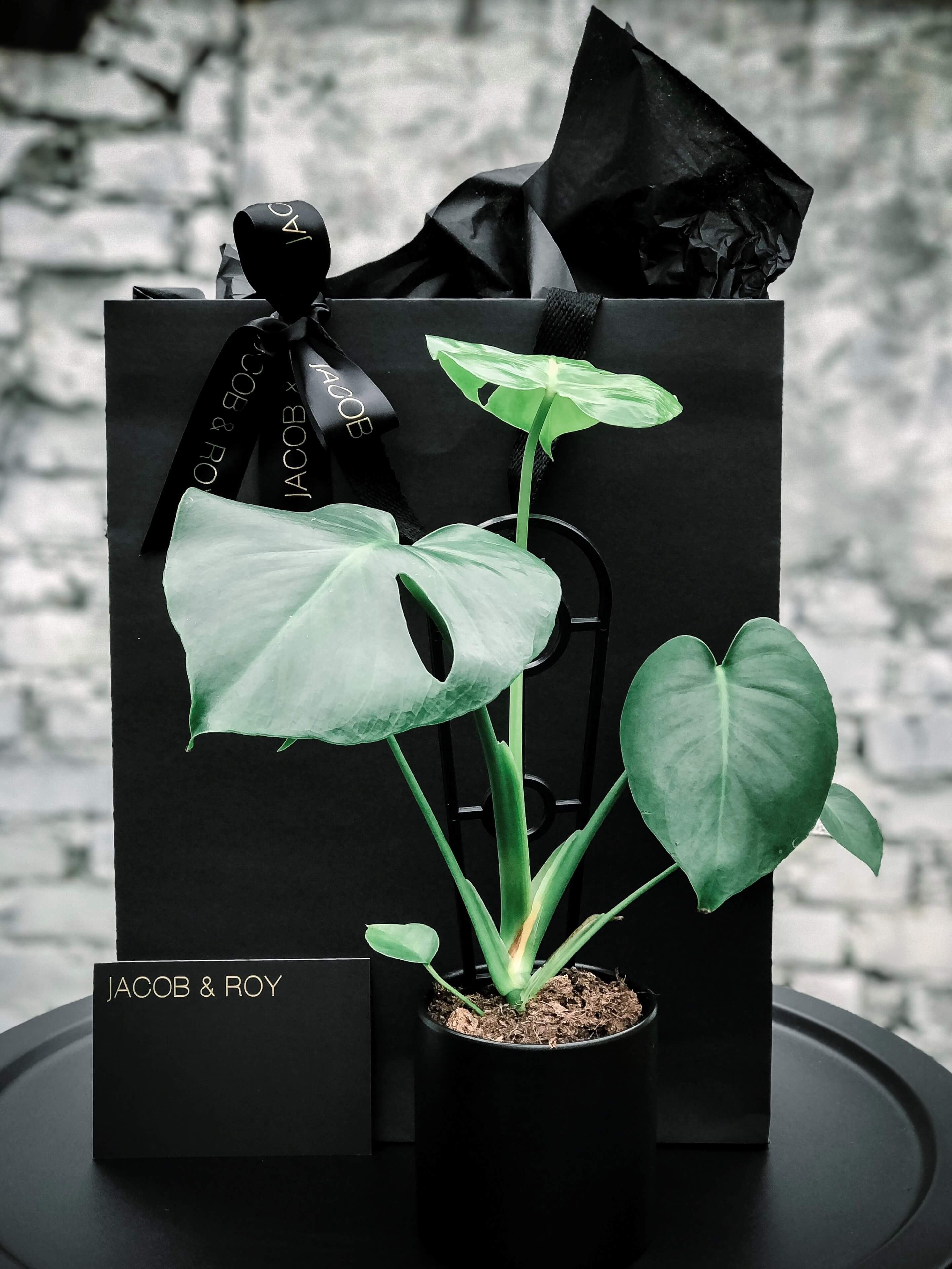monstera delici Monstera Delisiosa – Jacob & Roy