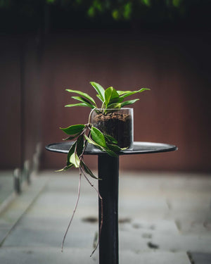 Glass pot - Indoor Plant & Gifts Delivery Australia