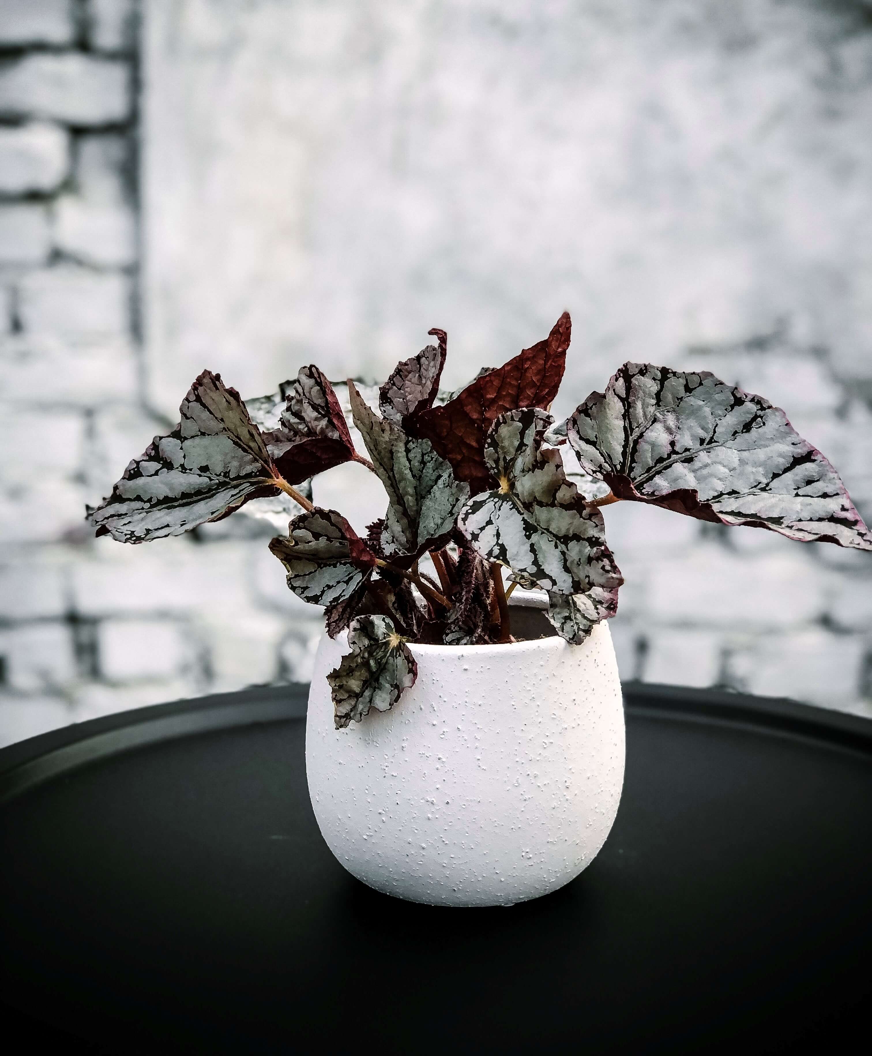 Bewitched Begonia Plant