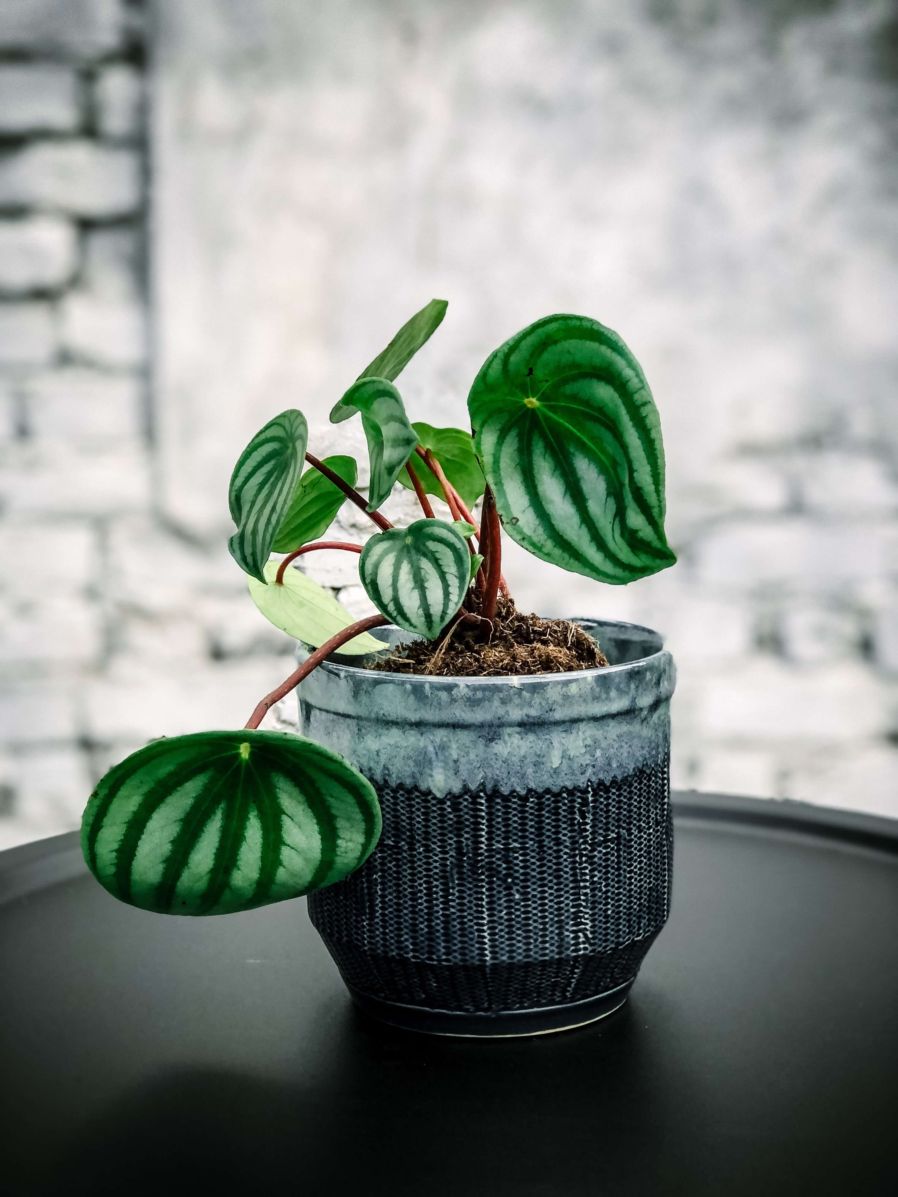 Limited! Watermelon Peperomia