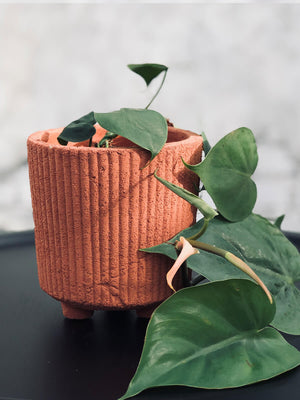 Open image in slideshow, Boho Planters (Melbourne CBD only)

