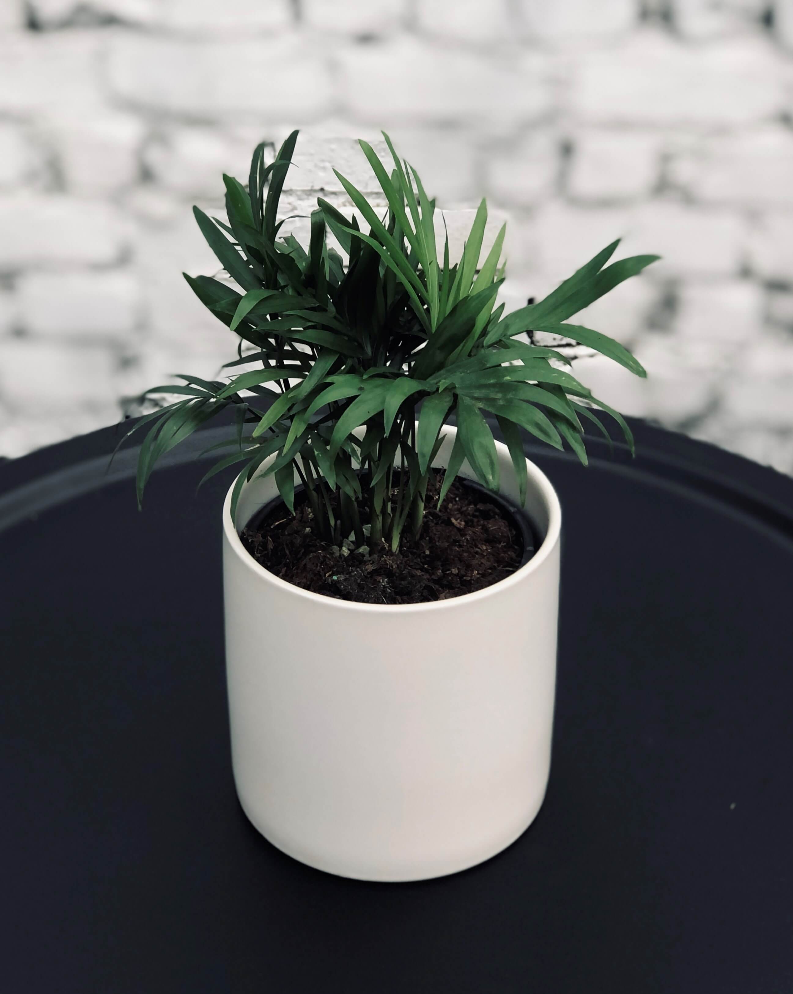 Fresh White Matte Pot With Various Plant Options (Delivery within 20km of Melbourne CBD only)