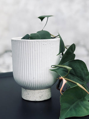 Open image in slideshow, White Hand Crafted Planter With Terrazzo Base (Melbourne CBD only)
