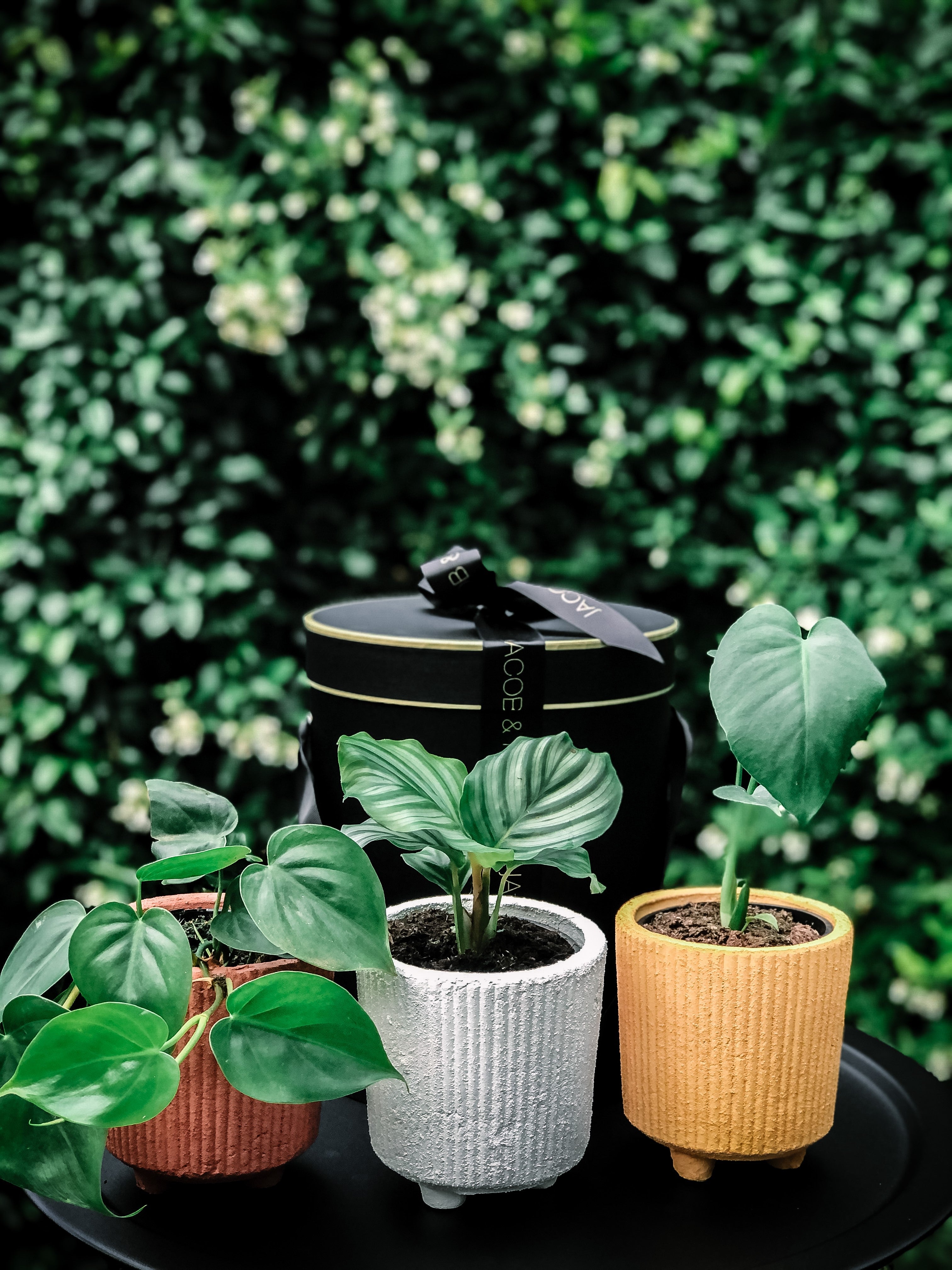 potted plants melbourne Boho Planters (Melbourne CBD only) – Jacob & Roy