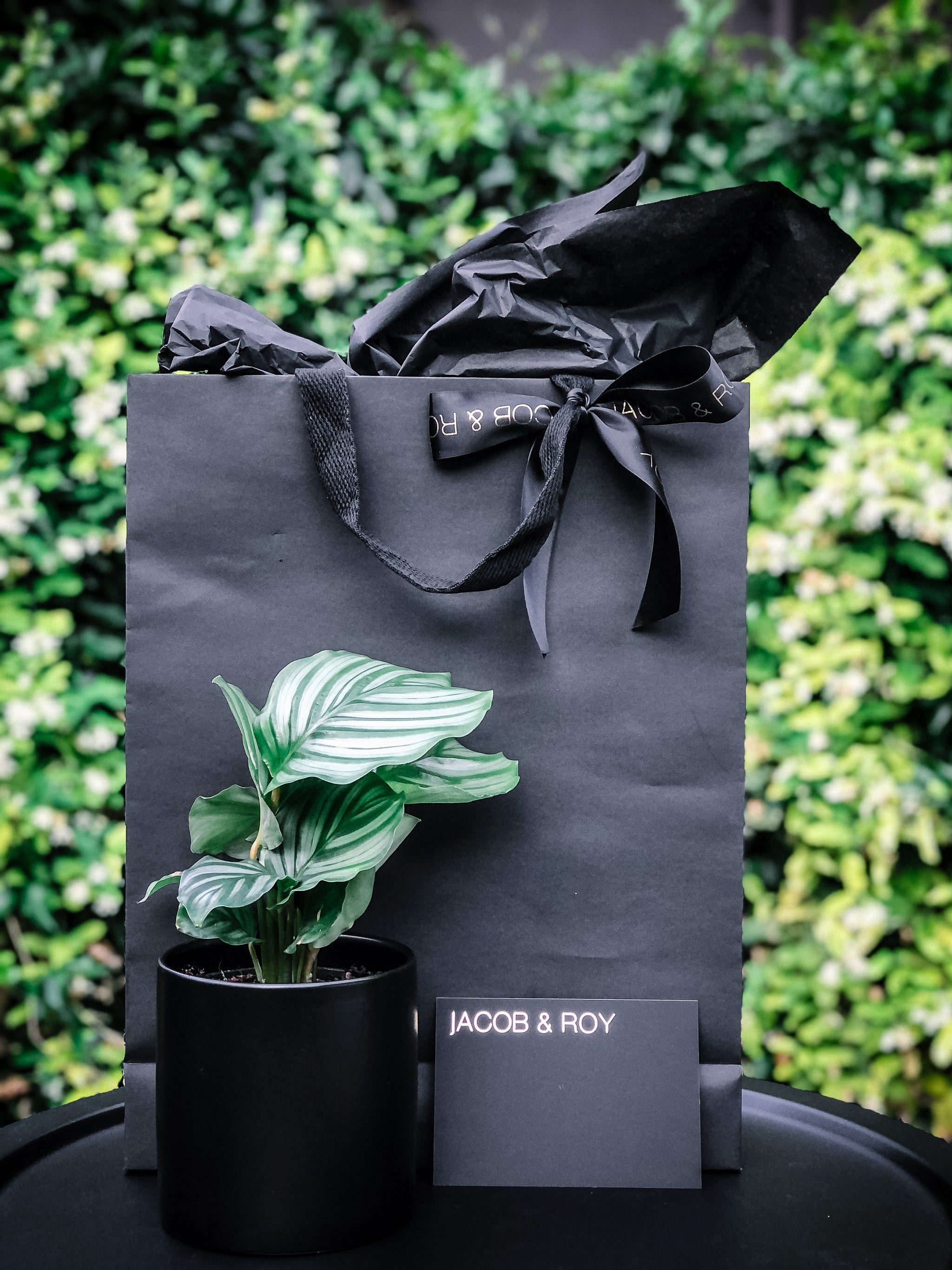 send prayer plant as gift Prayer Plant – Jacob & Roy