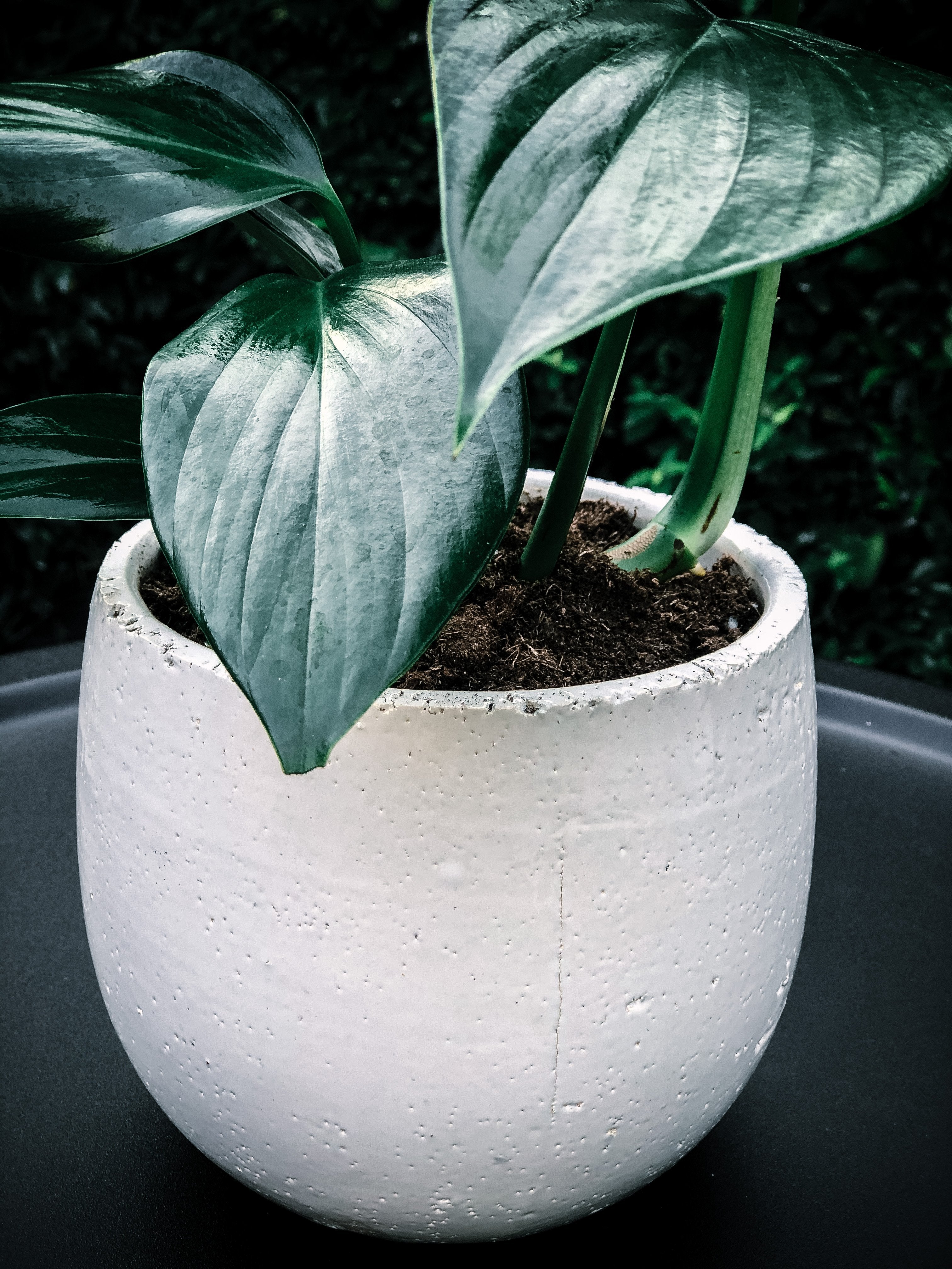 Natural Earthy Look White Planter with Plant Options - Indoor Plant & Gifts Delivery Australia