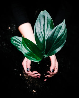 Large Byron Planter (Melbourne CBD Only)