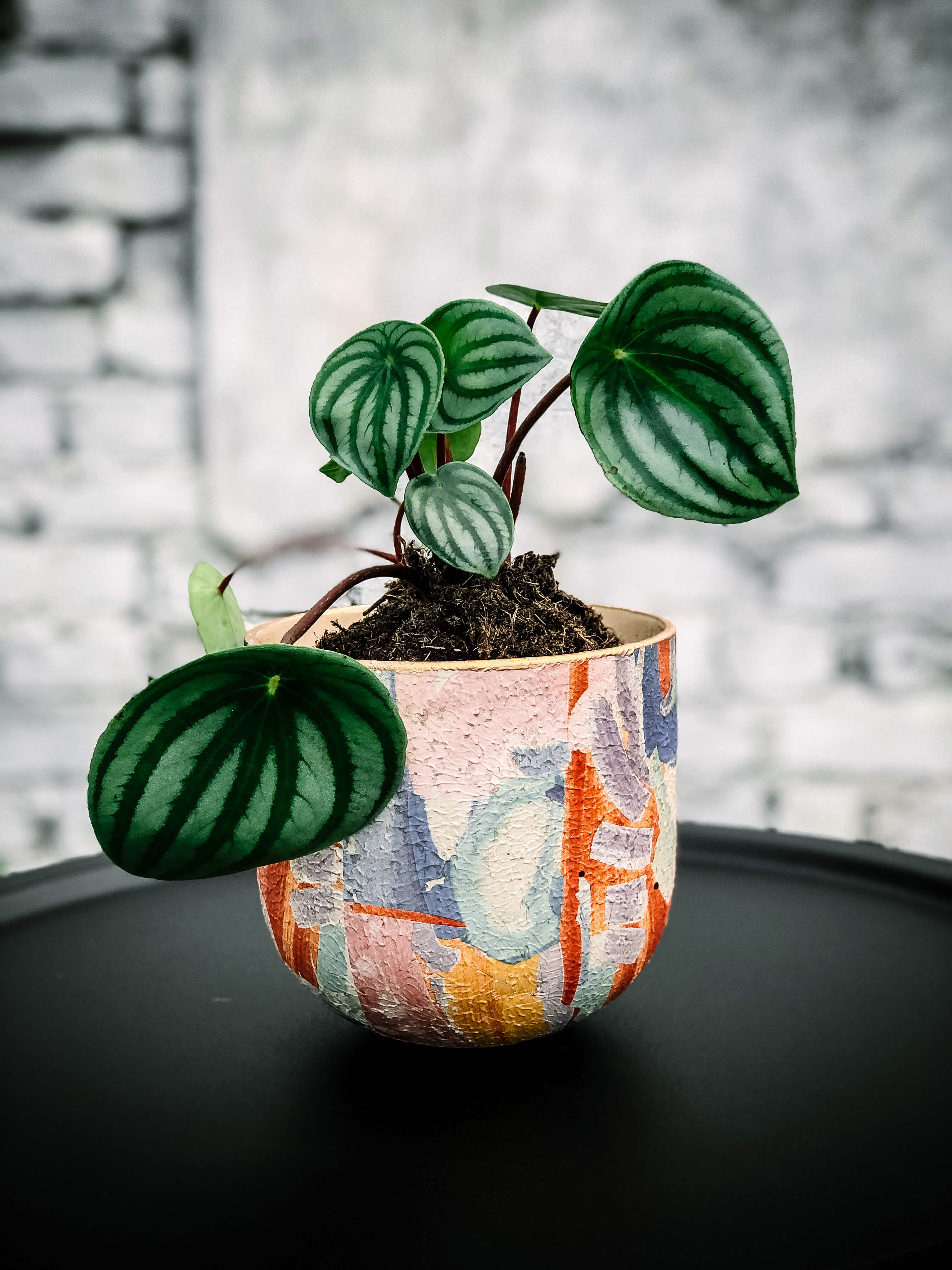 Limited! Watermelon Peperomia