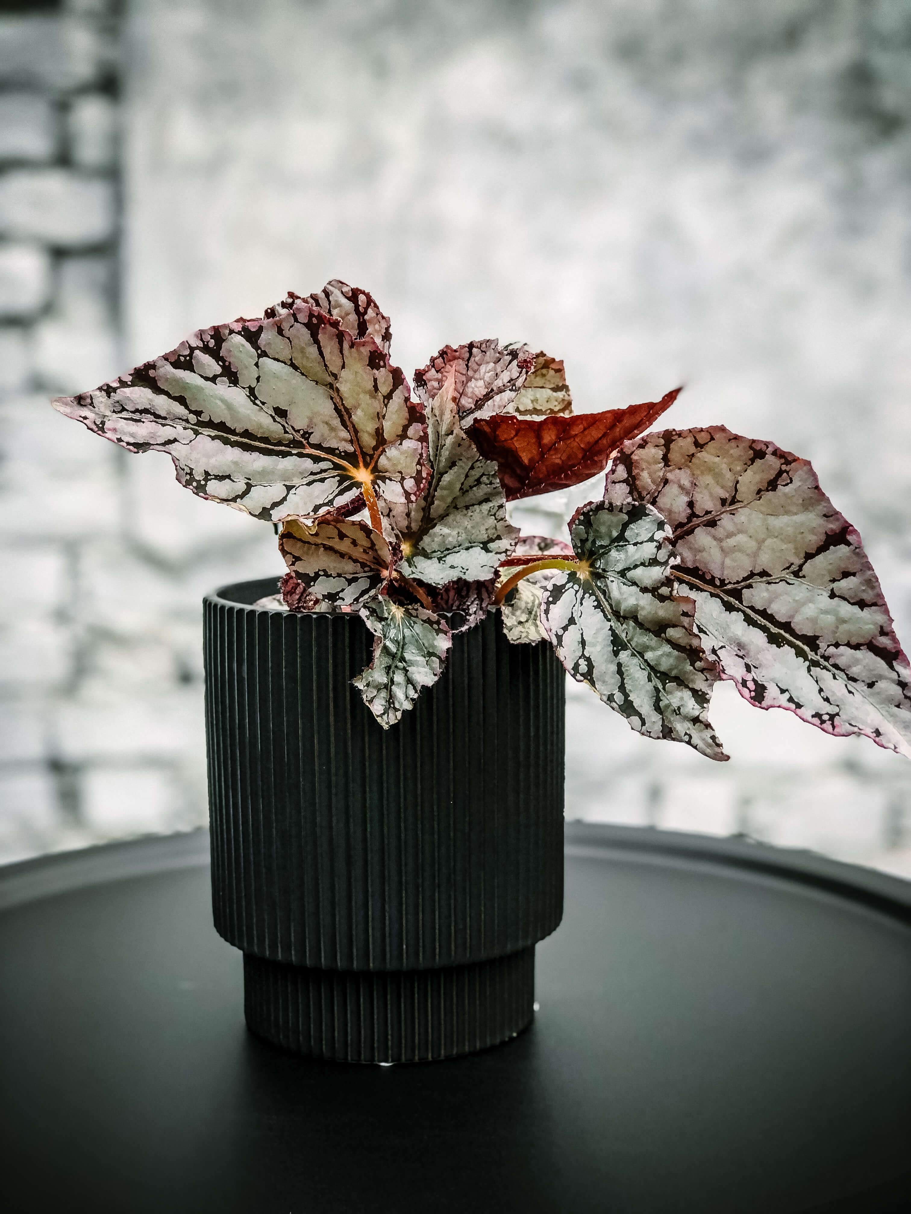 Bewitched Begonia Plant