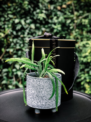 Stand out speckled blue pot with various plant options - Indoor Plant & Gifts Delivery Australia