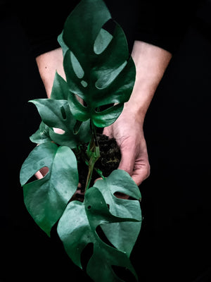 Open image in slideshow, Earthy Grey Planter
