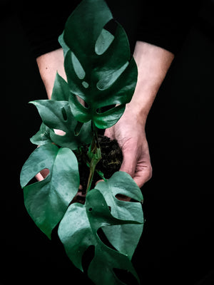 Large Byron Planter (Melbourne CBD Only)
