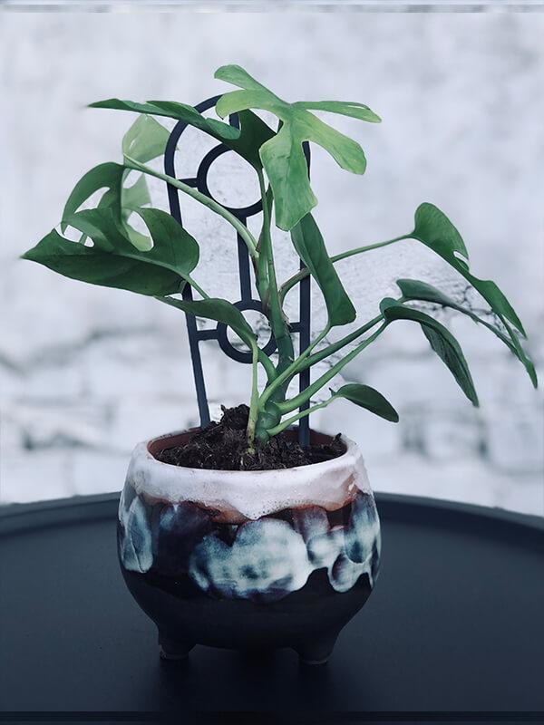 Mini Monstera Plant