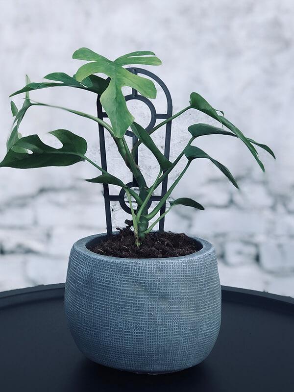 Mini Monstera Plant