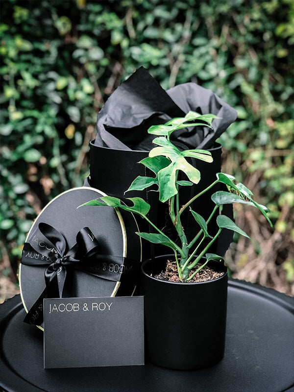 monstera plant gift Limited! Mini Monstera
