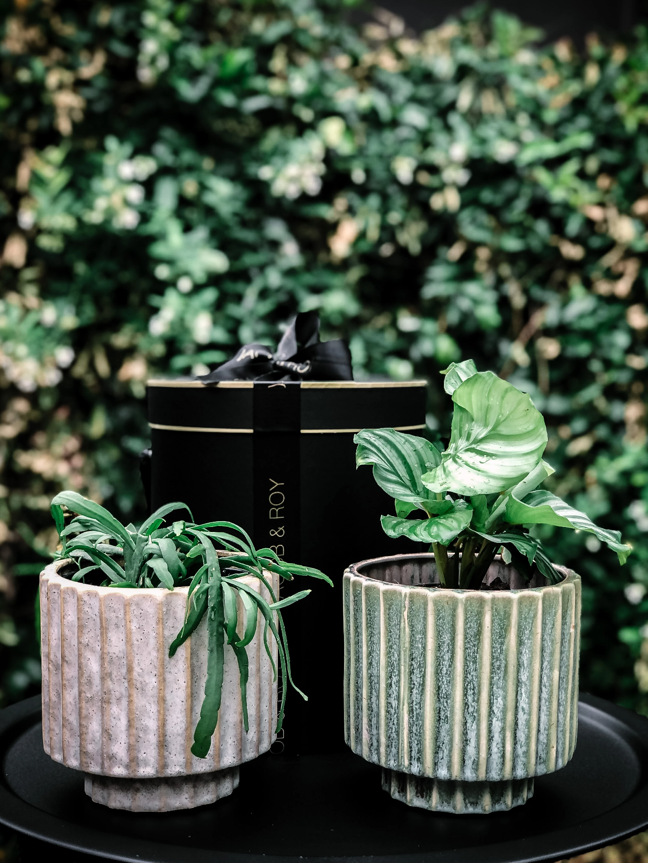 Stella Planter (Delivery Within 20km of Melb CBD Only)