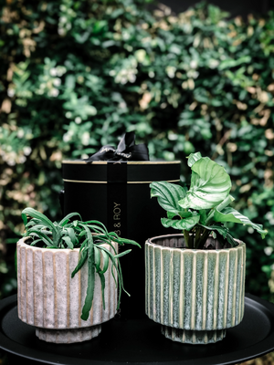 Open image in slideshow, Prayer Plant
