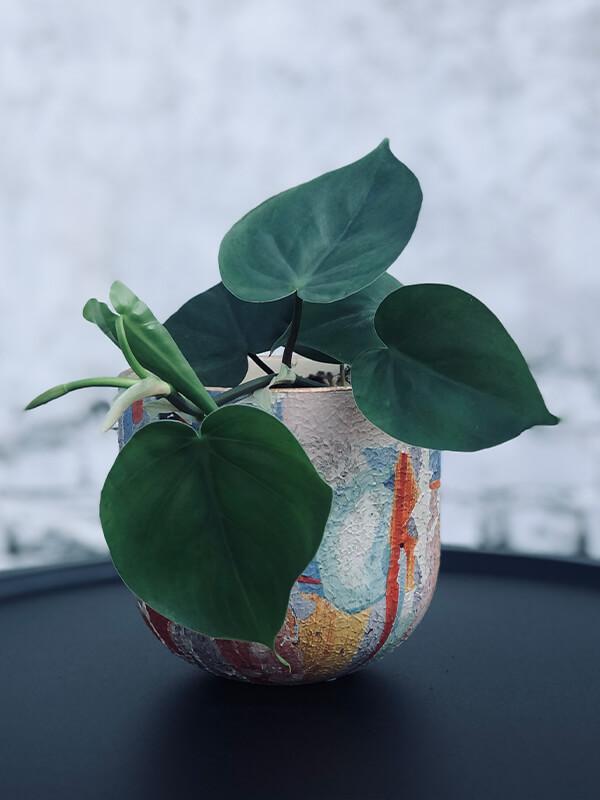 Sweetheart Vine Plant
