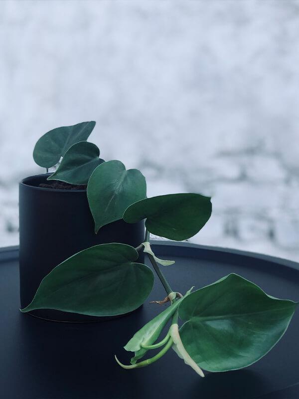 Sweetheart Vine Plant