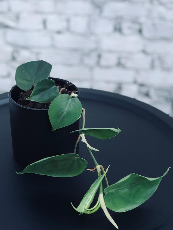 Sweetheart Vine Plant