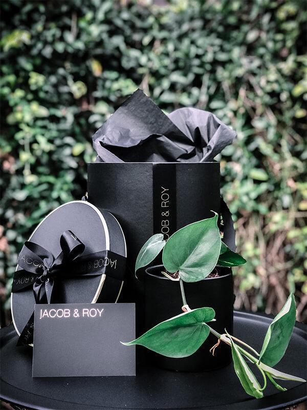 Sweetheart Vine Plant