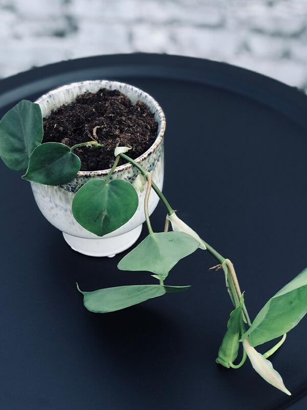 Sweetheart Vine Plant