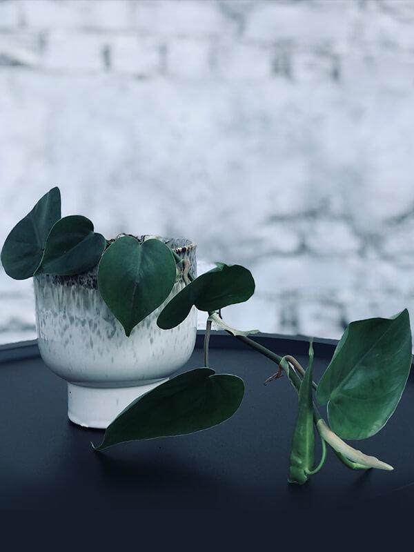 Sweetheart Vine Plant