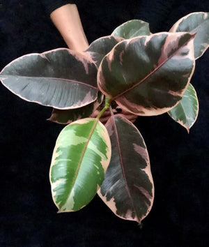 Large Byron Planter (Melbourne CBD Only)
