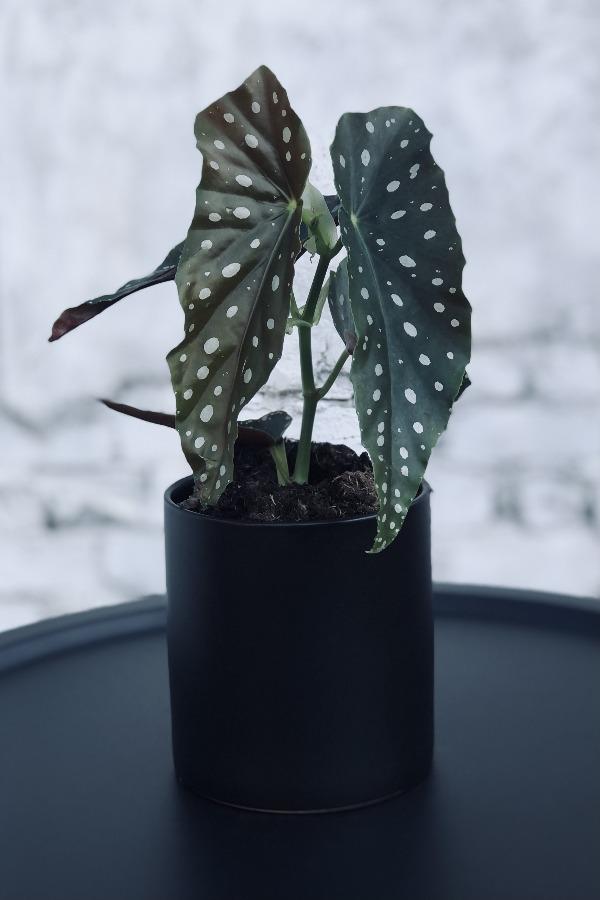 Polka Dot Begonia Plant
