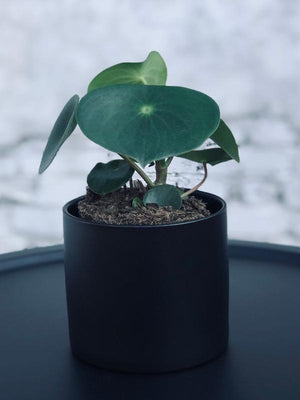 Open image in slideshow, Raindrop Peperomia
