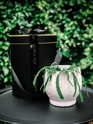 Large Byron Planter (Melbourne CBD Only)
