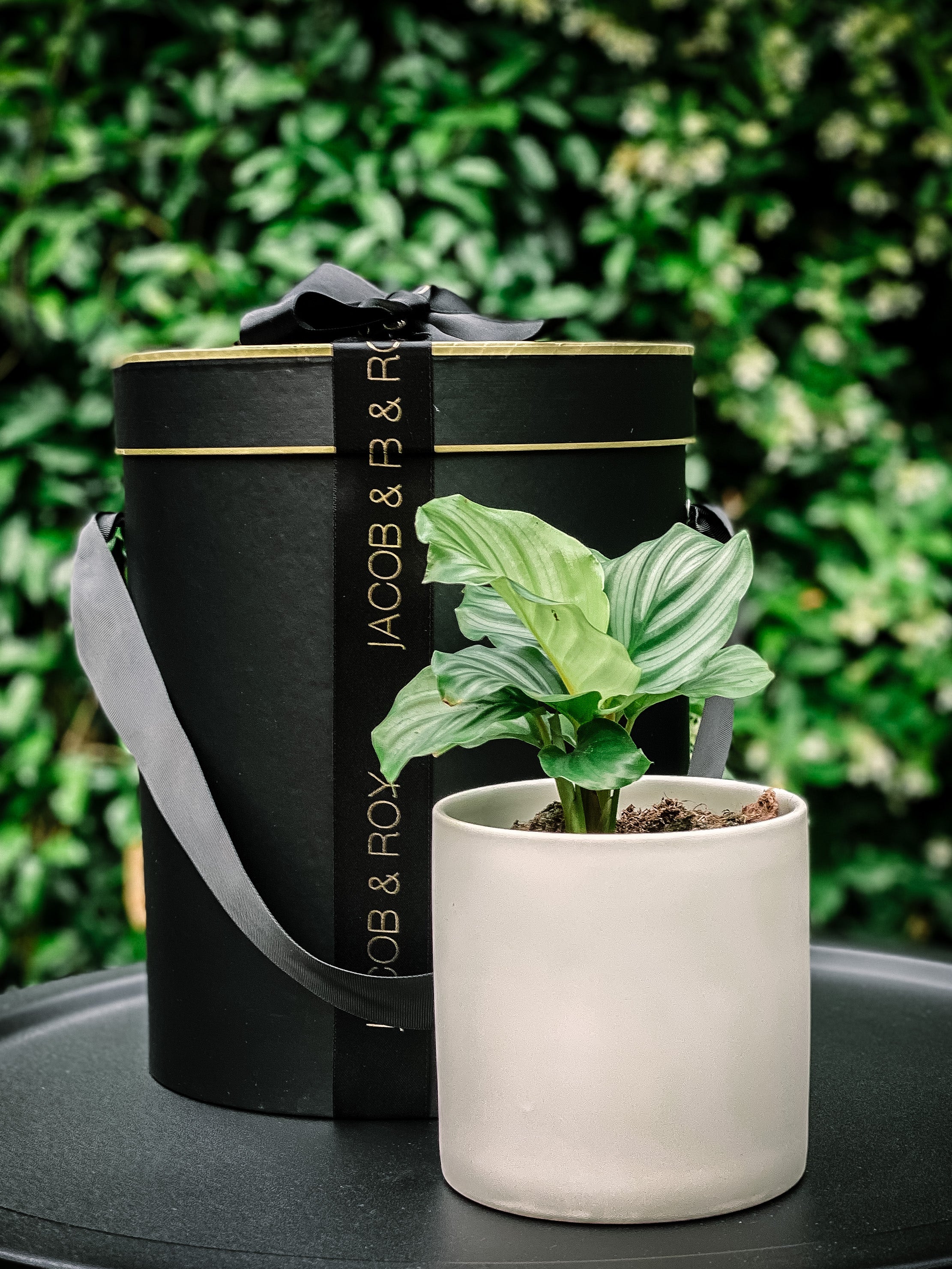 send prayer plant as gift Prayer Plant – Jacob & Roy
