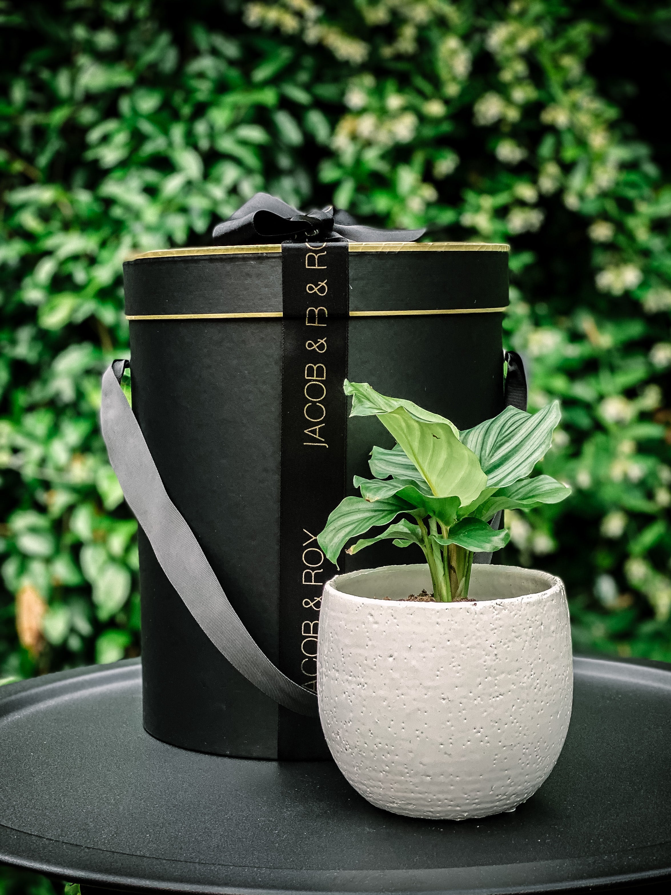 prayer plant gift Prayer Plant – Jacob & Roy