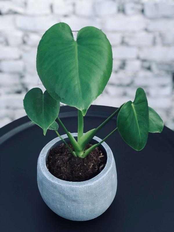 monstera delici Monstera Delisiosa – Jacob & Roy