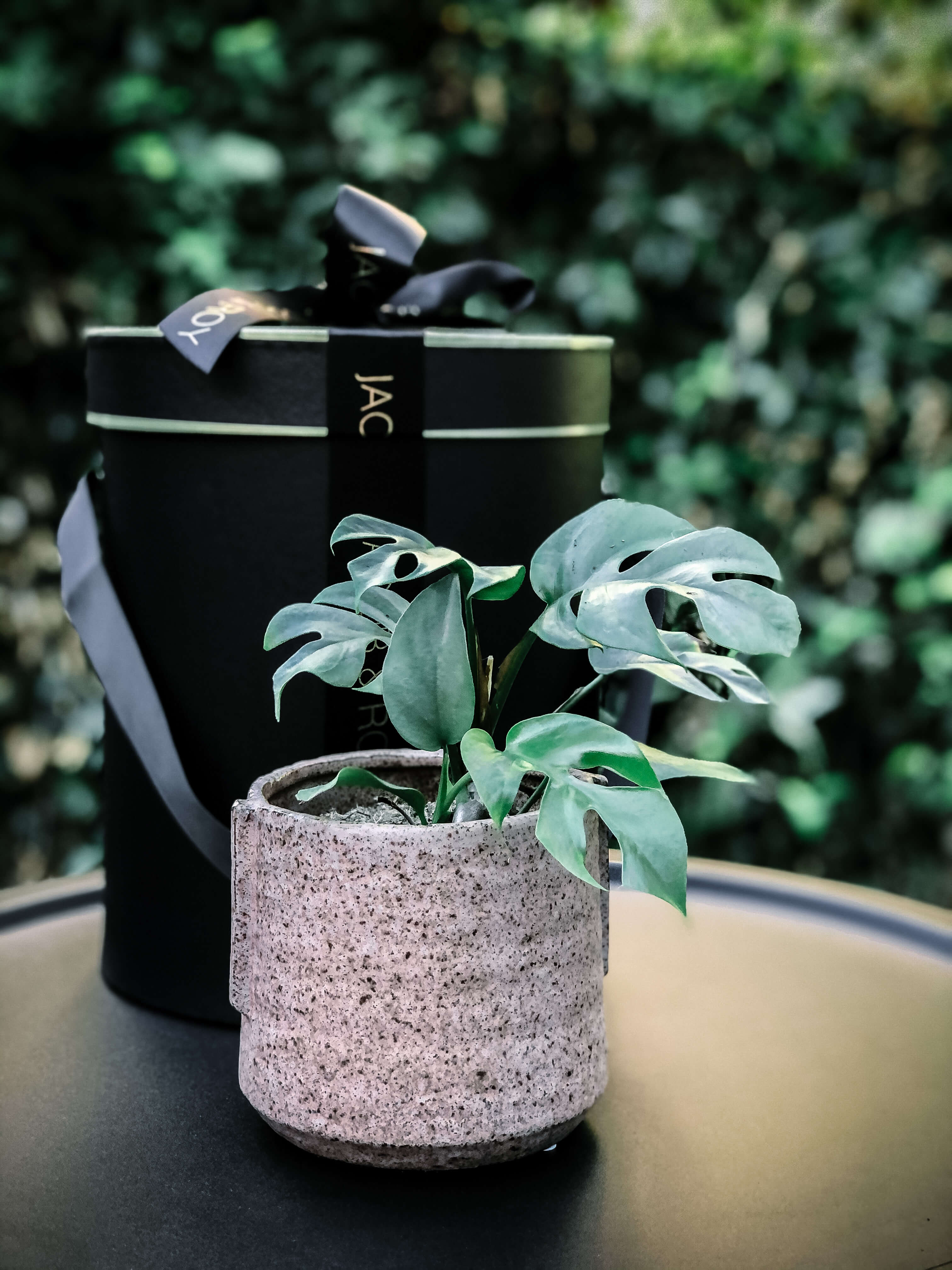 best pot for mini monstera Limited! Mini Monstera – Jacob & Roy