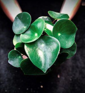 Speckled Blue Planter