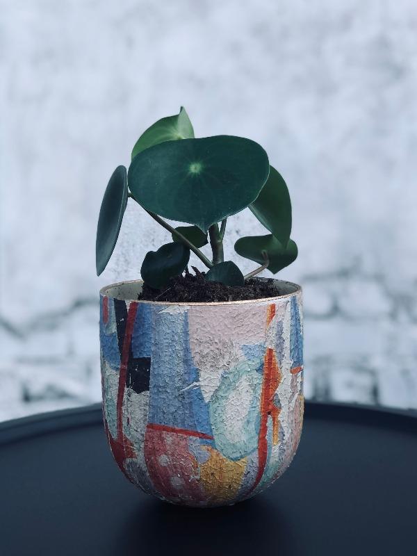 Raindrop Peperomia Plant