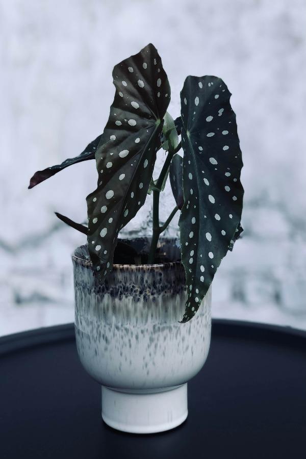 Polka Dot Begonia Plant